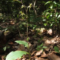 Habenaria dichopetala Thwaites